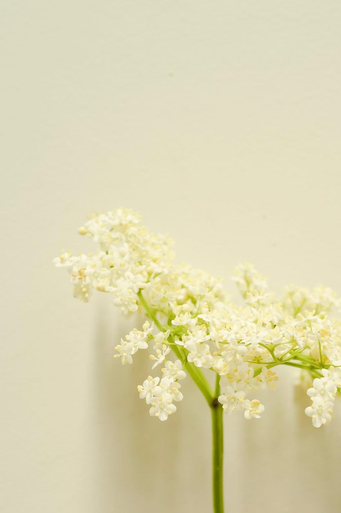 White Flowers