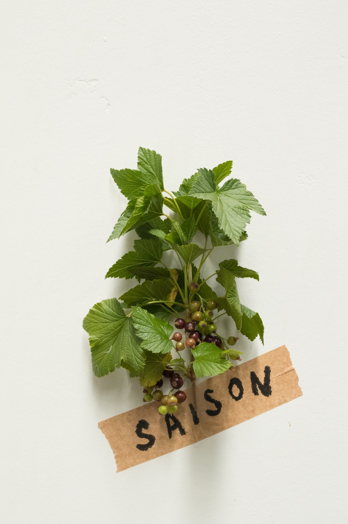 Blackcurrant leaf vin amaro