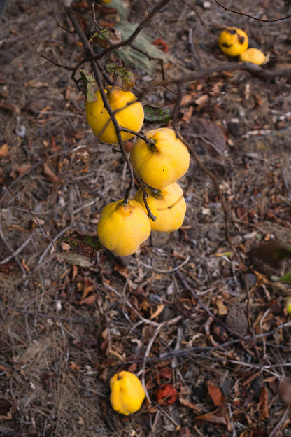 Fallen quinces