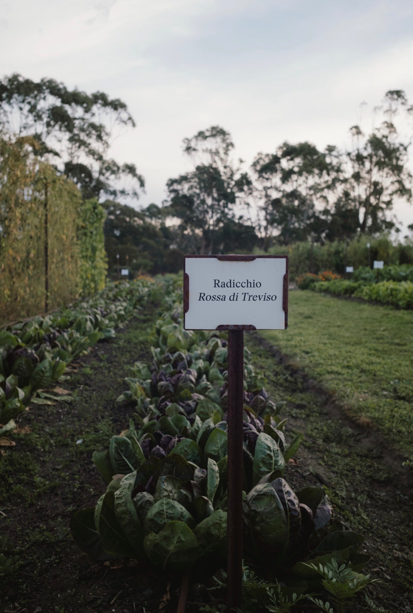 BRAE FARM RADICCHIO AMARO