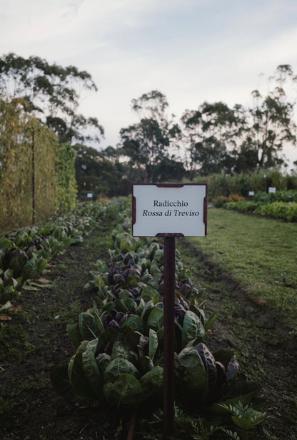 BRAE FARM RADICCHIO AMARO