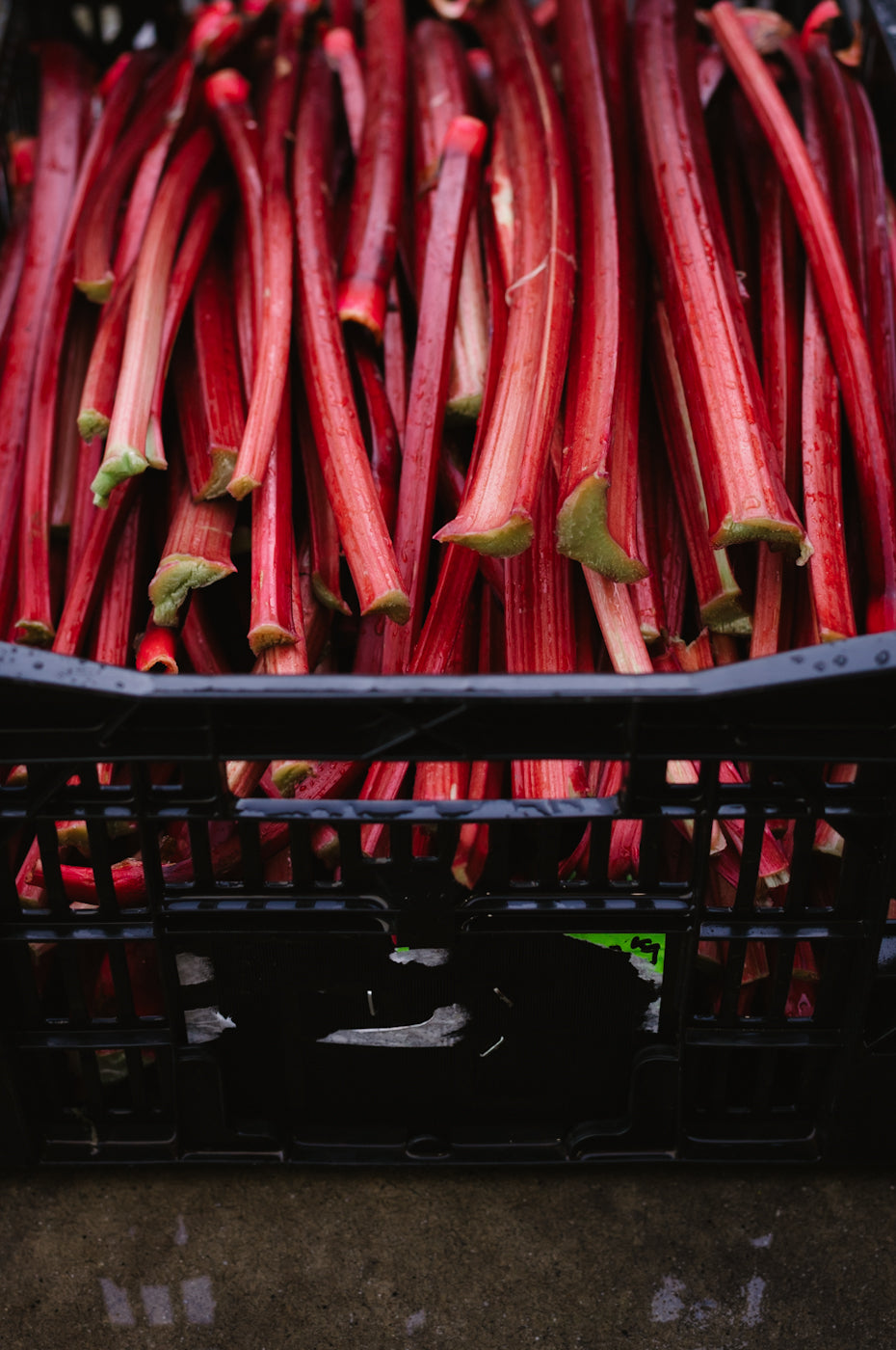 SPRING RHUBARB