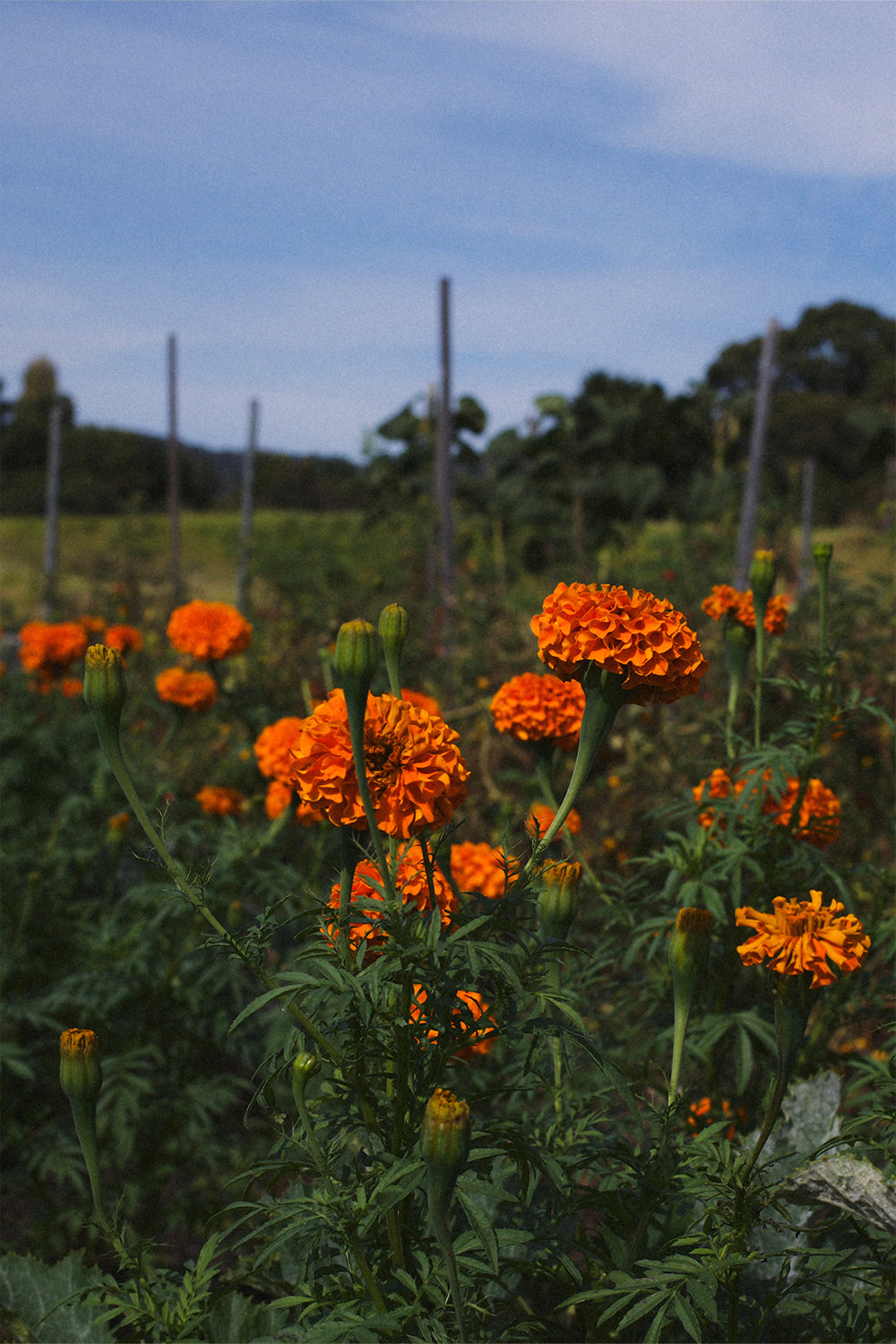 Marigold vin amaro