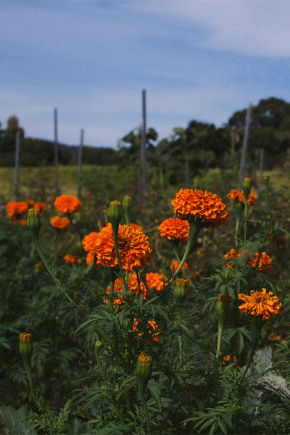 Marigold vin amaro